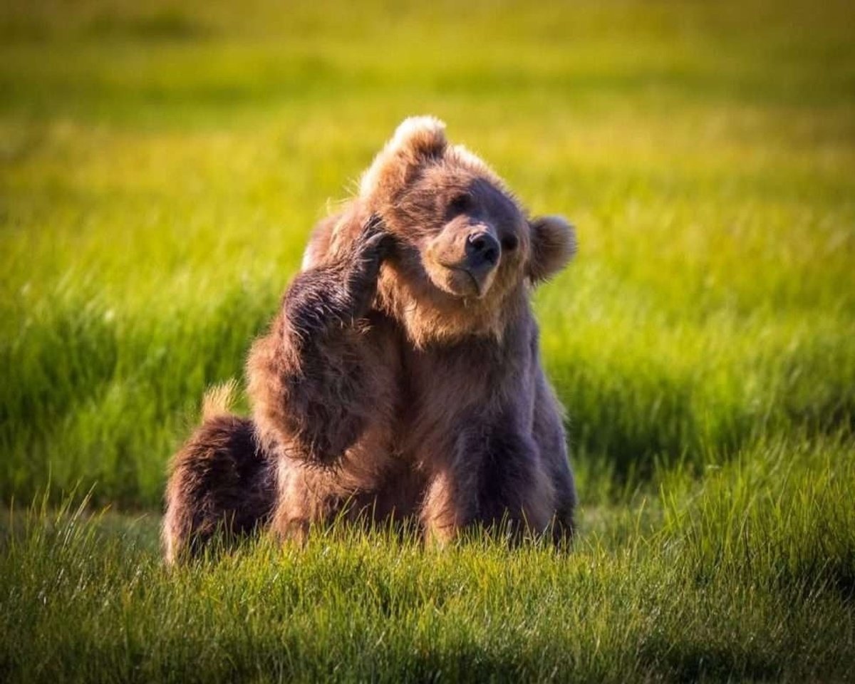 A brown bear sits in a sunlit green meadow with one hind paw raised beside its head.
