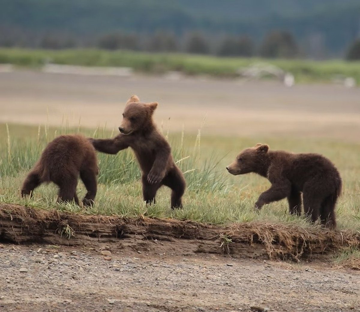 Three brown bear cubs play on a grassy bank above a gravel shoreline.