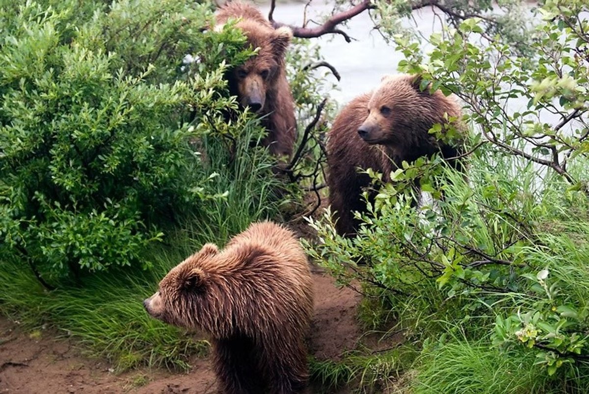 Three brown bears stand among green shrubs beside water.